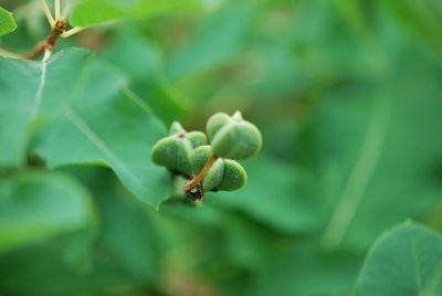 Exochorda racemosa - hroznovec hroznatý - zrající plodenství